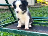 Border Coli̇e Yavrularimiz