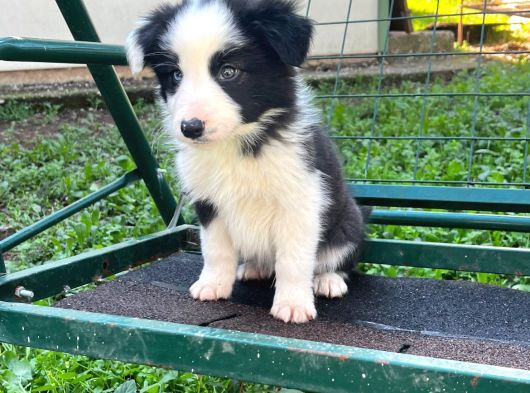 Border Coli̇e Yavrularimiz görsel