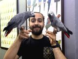 100 KELİME KONUŞAN EĞİTİMLİ JAKO PAPAĞANI