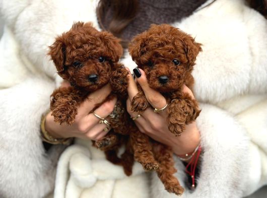 Safkan Ve Irk Garantili Toy Poodle Yavrularımız
