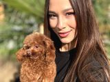 Teddy face red Toy Poodle Yavrularımız
