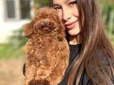 Teddy Face Red Toy Poodle Yavrularımız
