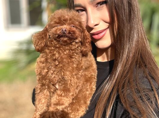 Teddy Face Red Toy Poodle Yavrularımız görsel