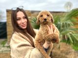 Standart Poodle Dev Boy Bebekler