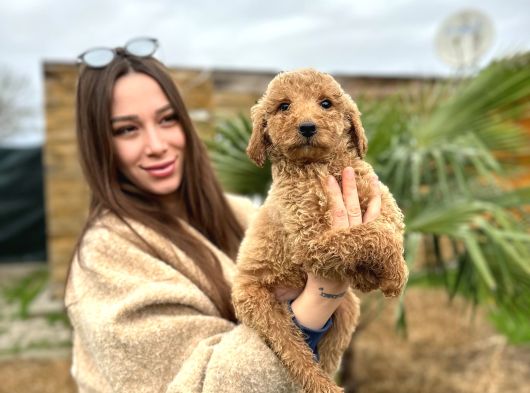 Standart Poodle Dev Boy Bebekler görsel