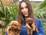 Teddy Face Red Toy Poodle Yavrularımız