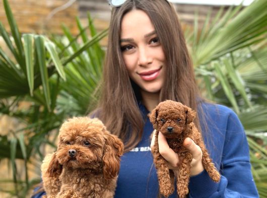 Teddy Face Red Toy Poodle Yavrularımız görsel