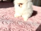 Teacup Kore Kan Di̇şi̇