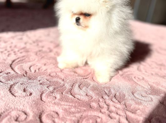 Teacup Kore Kan Di̇şi̇ görsel