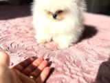 Teacup Kore Kan Di̇şi̇
