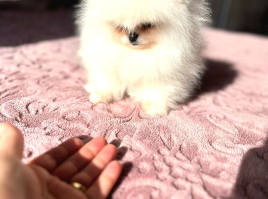 Teacup Kore Kan Di̇şi̇ görsel