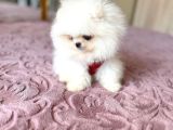 Oyuncak Gi̇bi̇ Teacup Ayicik