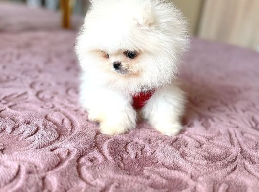 Oyuncak Gi̇bi̇ Teacup Ayicik görsel