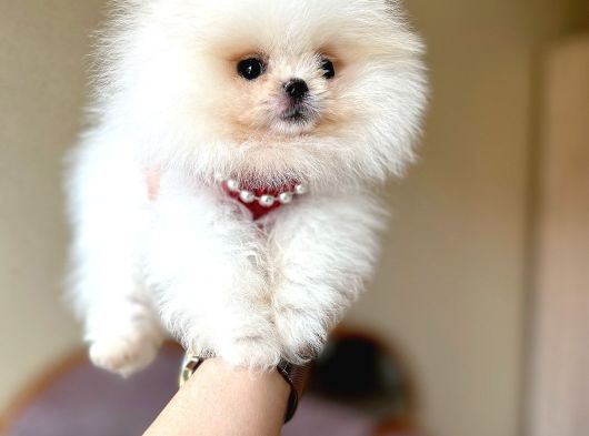 Oyuncak Gi̇bi̇ Teacup Ayicik görsel