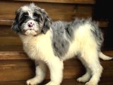 Blue Merle Özel Renk Bernedoodle Aşili Yavrumuz
