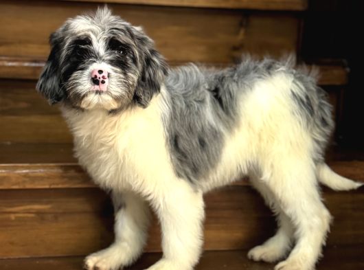 Blue Merle Özel Renk Bernedoodle Aşili Yavrumuz görsel