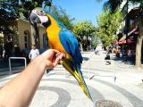 SARILACİVERT MACAW PAPAĞANIMIZ EĞİTİMLİ KONUŞAN