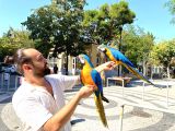 SARILACİVERT KONUŞAN FULL EVCİL MACAW PAPAĞANI