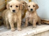Baby Face Golden Bebekler Küt  Burun