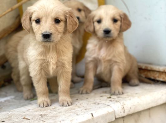 Baby Face Golden Bebekler Küt  Burun görsel