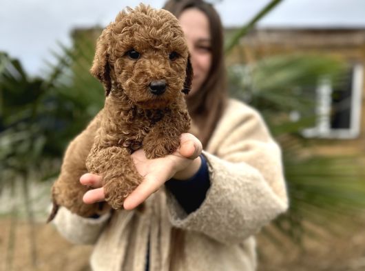 Standart Poodle Dev Boy Bebekler görsel