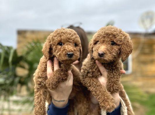 Standart Poodle Dev Boy Bebekler