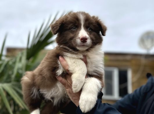 Karneli Ve Milroçipli Border Collie görsel