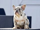 French Bulldog Yavrulari Ankara Türki̇yeni̇n En Güzelleri̇