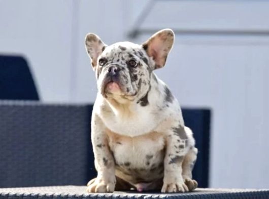 French Bulldog Yavrulari Ankara Türki̇yeni̇n En Güzelleri̇ görsel