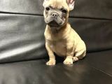 French Bulldog Yavrulari Ankara Türki̇yeni̇n En Güzelleri̇