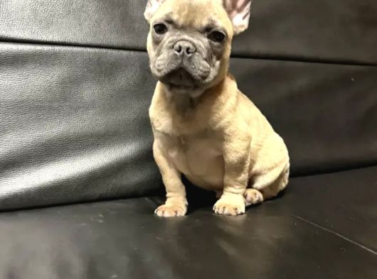 French Bulldog Yavrulari Ankara Türki̇yeni̇n En Güzelleri̇ görsel