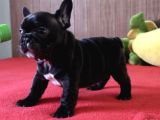 French Bulldog Yavrulari Ankara Türki̇yeni̇n En Güzelleri̇