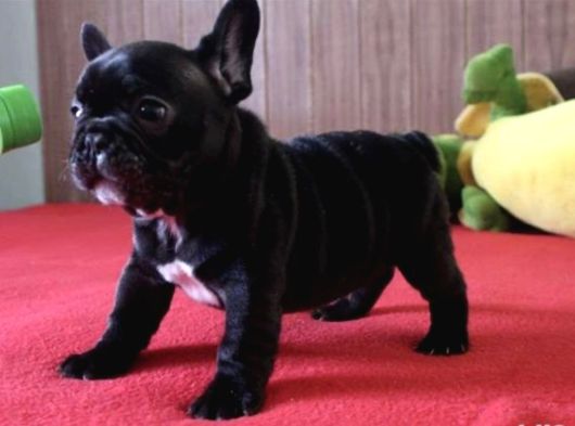 French Bulldog Yavrulari Ankara Türki̇yeni̇n En Güzelleri̇ görsel
