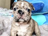 French Bulldog Yavrulari Ankara Türki̇yeni̇n En Güzelleri̇