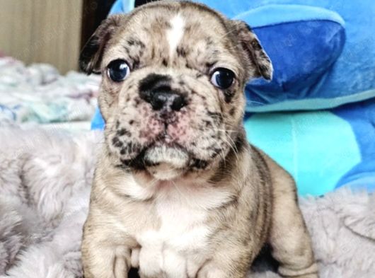 French Bulldog Yavrulari Ankara Türki̇yeni̇n En Güzelleri̇ görsel