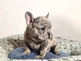 French Bulldog Yavrulari Ankara Türki̇yeni̇n En Güzelleri̇