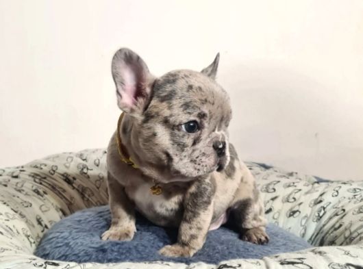 French Bulldog Yavrulari Ankara Türki̇yeni̇n En Güzelleri̇ görsel