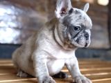 FRENCH BULLDOG YAVRULARI ANKARA TÜRKİYENİN EN GÜZELLERİ