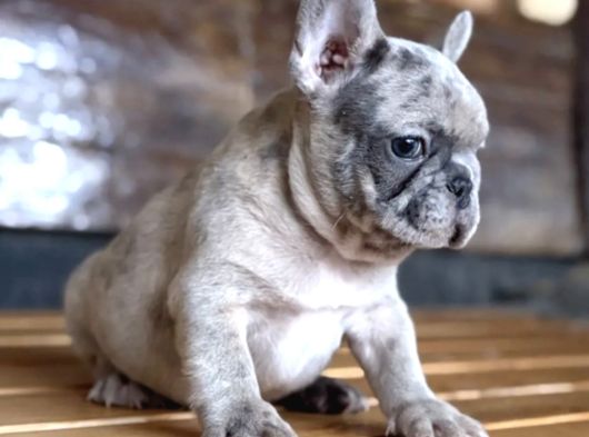 French Bulldog Yavrulari Ankara Türki̇yeni̇n En Güzelleri̇