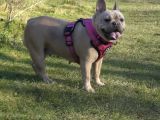 French Bulldog Yavrulari Ankara Türki̇yeni̇n En Güzelleri̇