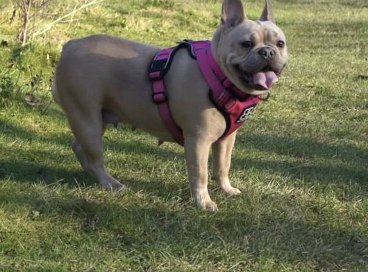 French Bulldog Yavrulari Ankara Türki̇yeni̇n En Güzelleri̇ görsel