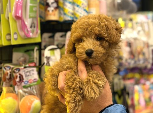Irk Ve Sağlık Garantili Poodle Bebekler görsel