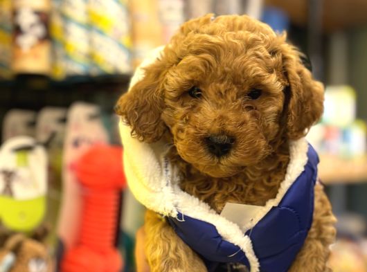 Irk Ve Sağlık Garantili Poodle Bebekler