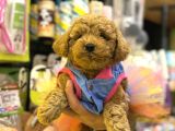 Irk Ve Sağlık Garantili Poodle Bebekler