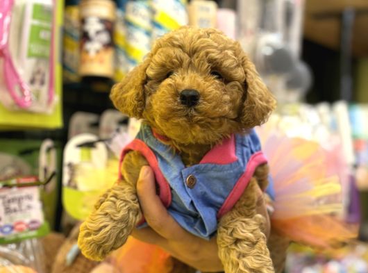 Irk Ve Sağlık Garantili Poodle Bebekler görsel