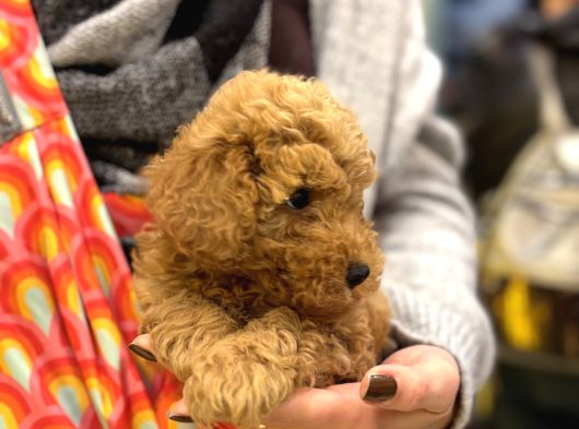 Irk Ve Sağlık Garantili Poodle Bebekler görsel