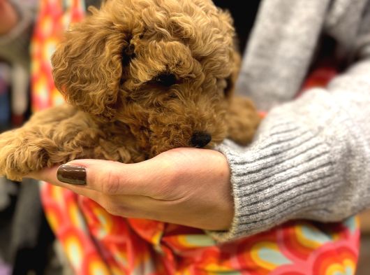 Irk Ve Sağlık Garantili Poodle Bebekler görsel