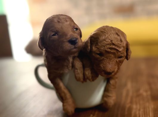 Ücretsiz Toy Pooddle görsel