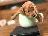 Ücretsiz Toy Pooddle