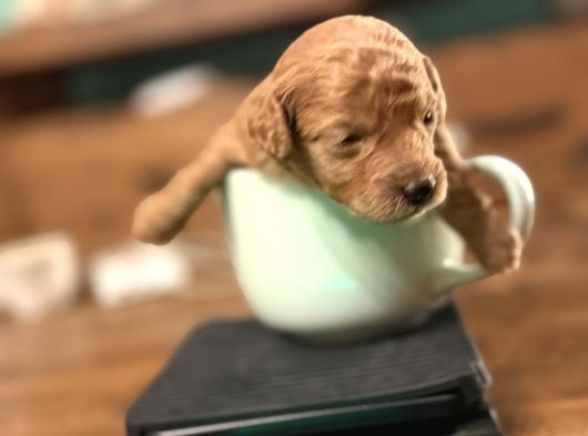 Ücretsiz Toy Pooddle görsel